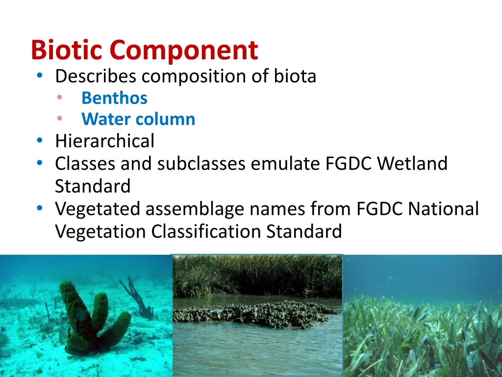 biotic component describes composition of biota