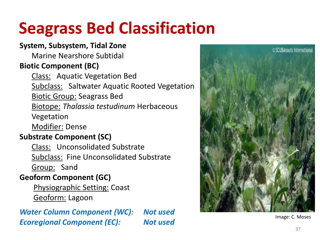 seagrass bed classification system subsystem