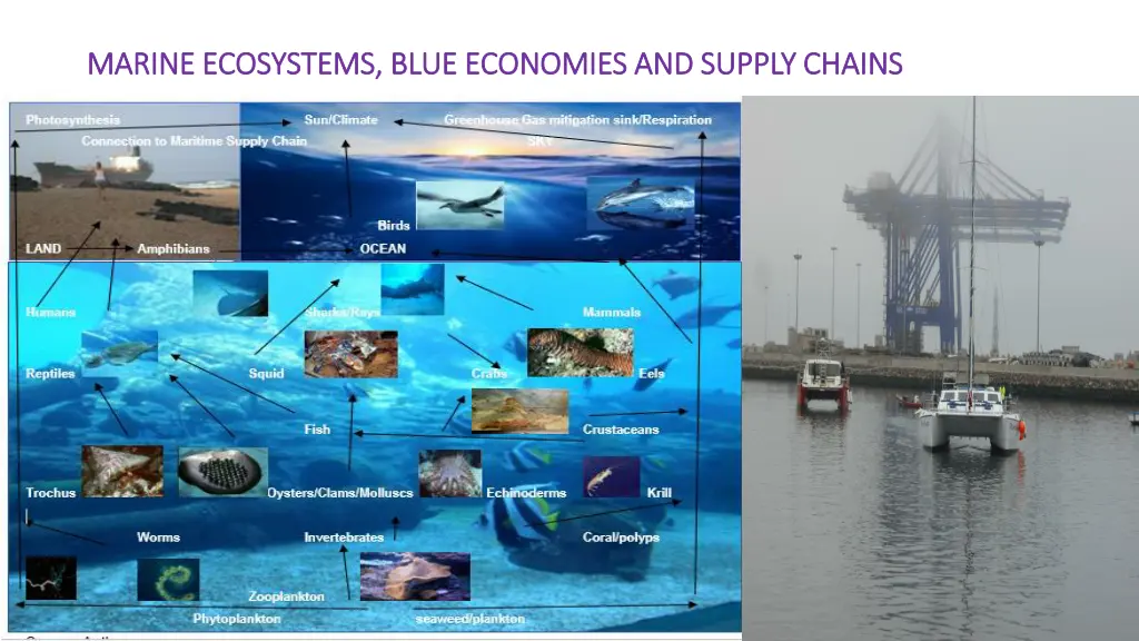 marine ecosystems blue economies and supply