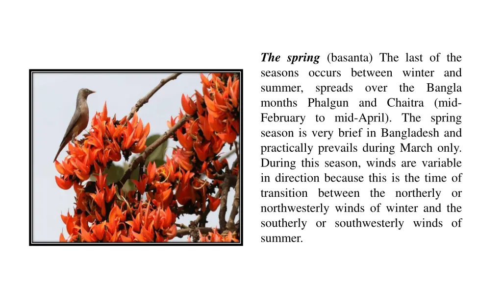 the spring basanta the last of the seasons occurs