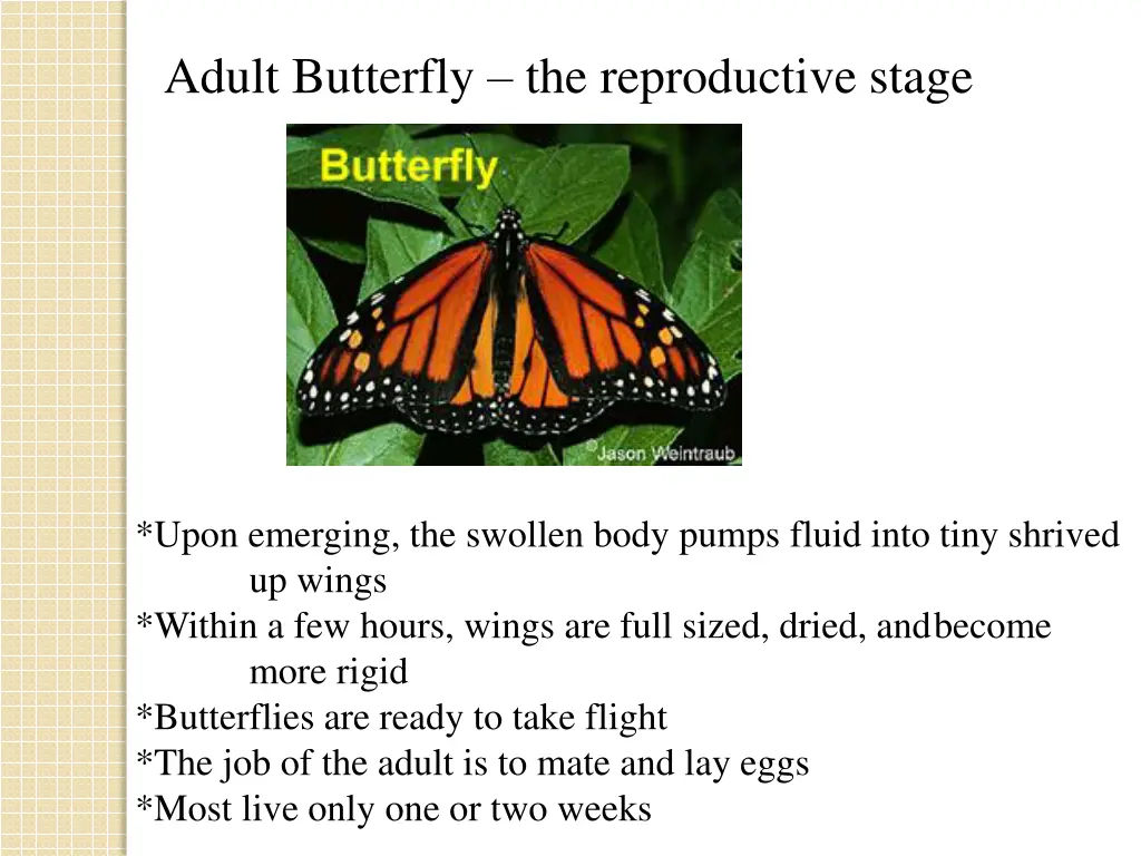 adult butterfly the reproductive stage