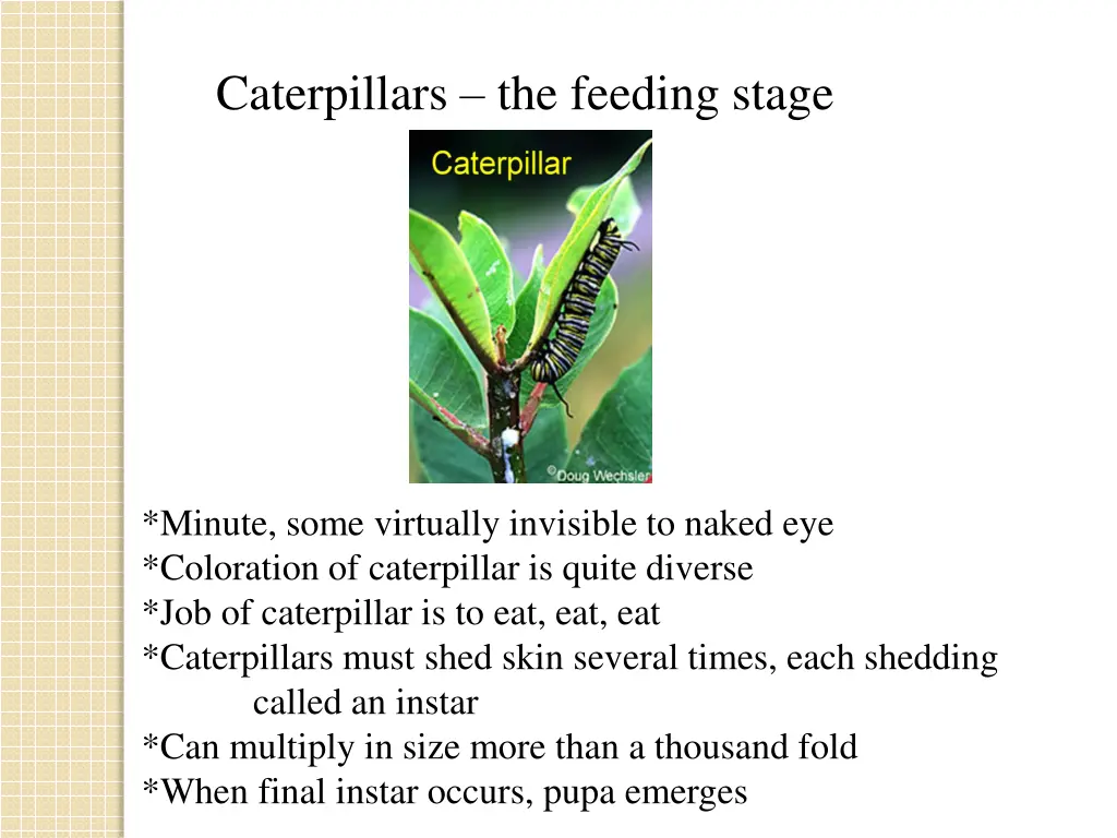 caterpillars the feeding stage