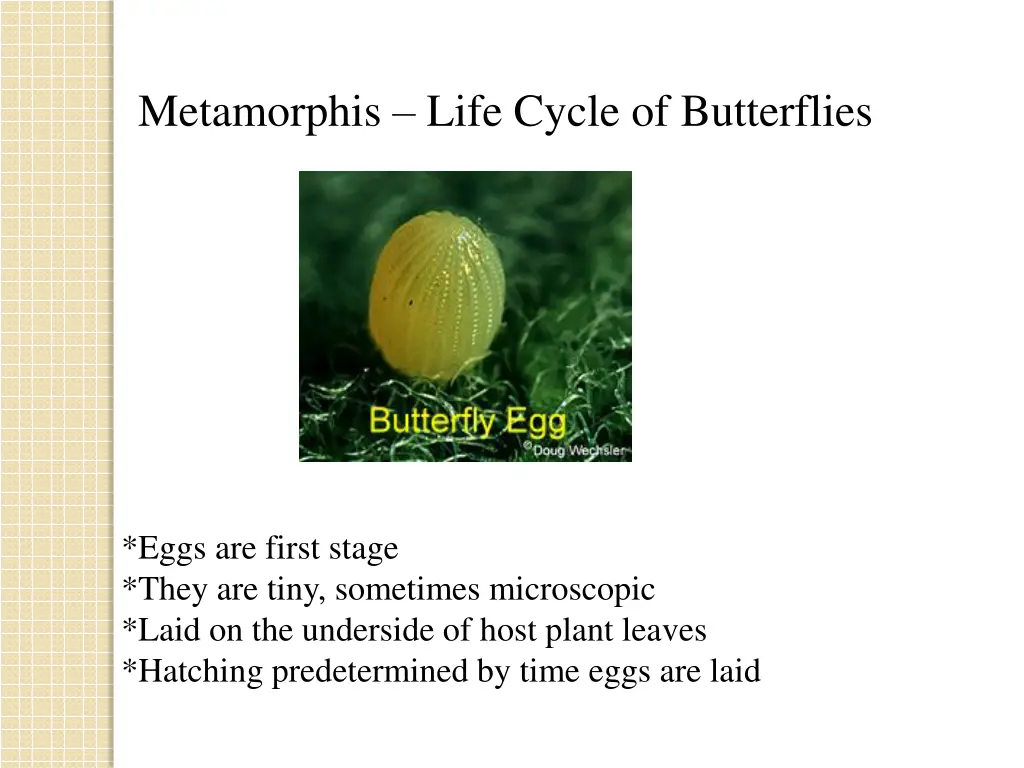 metamorphis life cycle of butterflies