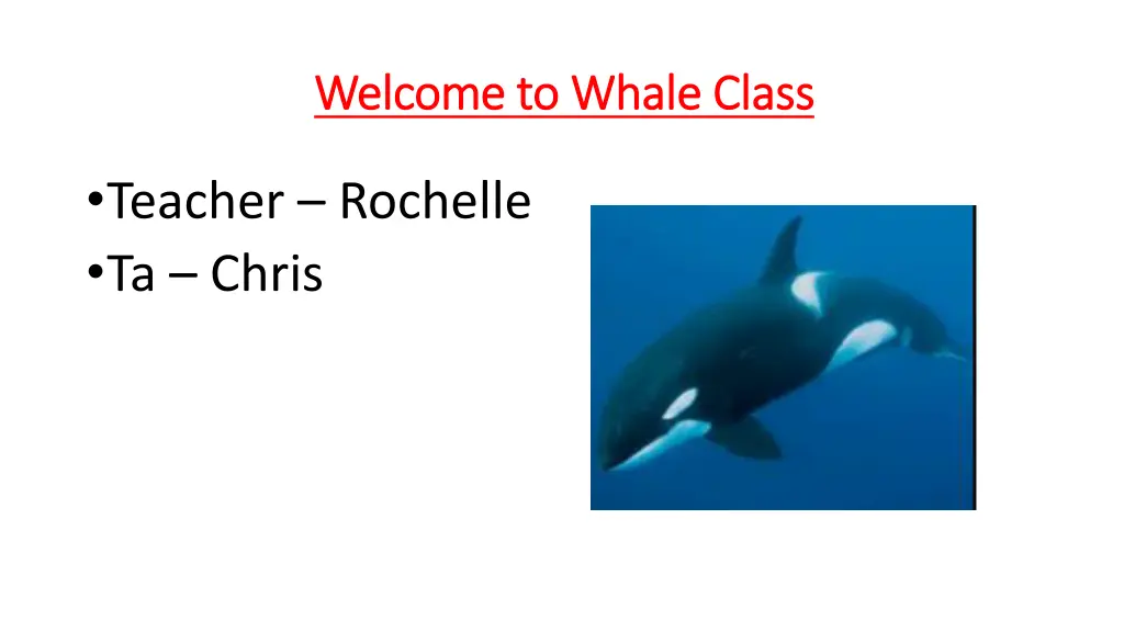 welcome to whale class welcome to whale class