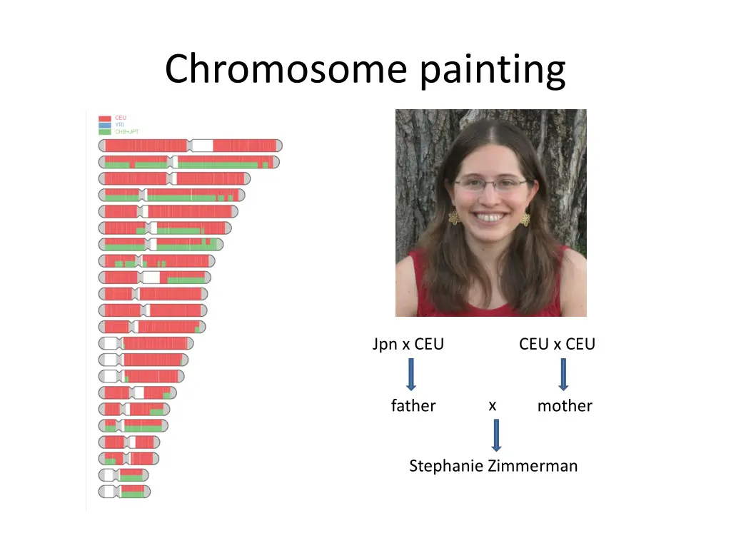 chromosome painting