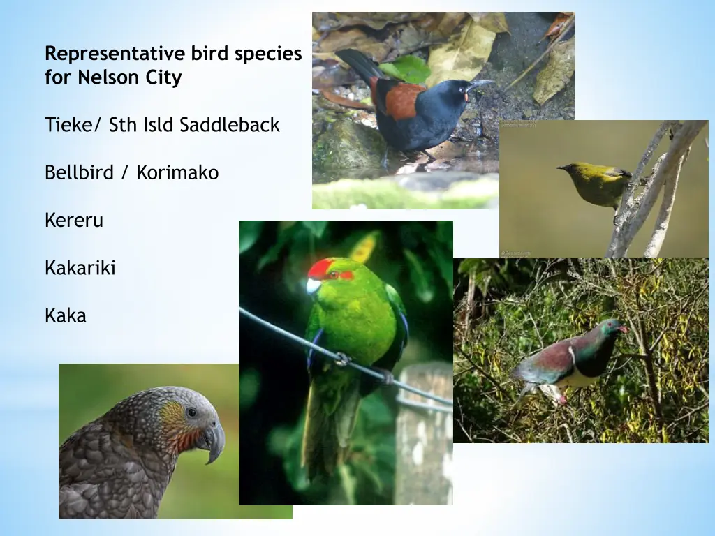 representative bird species for nelson city