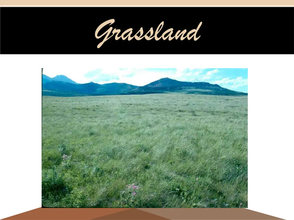 grassland