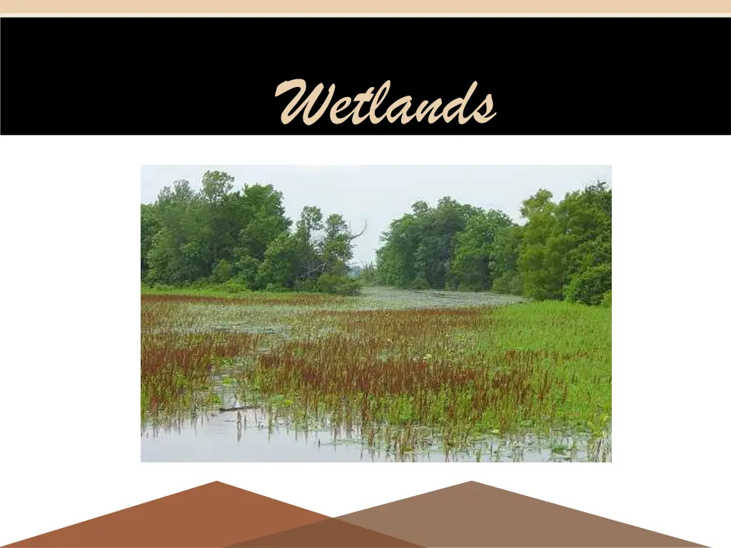 wetlands