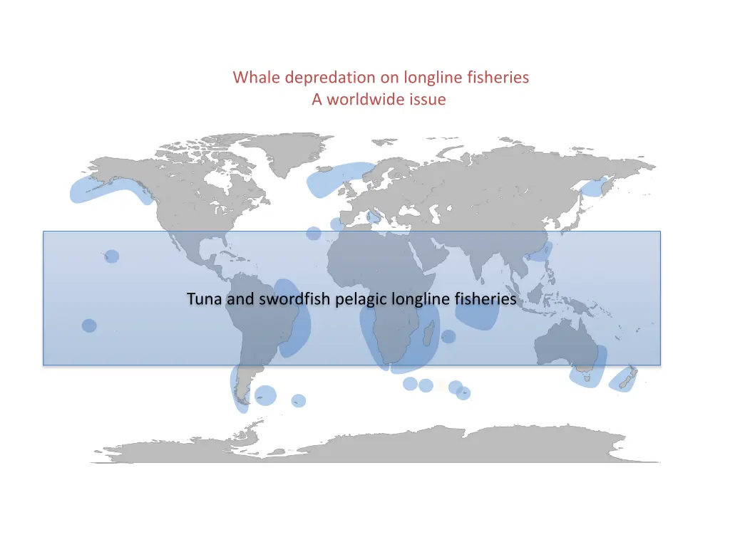 whale depredation on longline fisheries 1