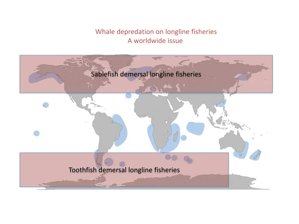 whale depredation on longline fisheries 2