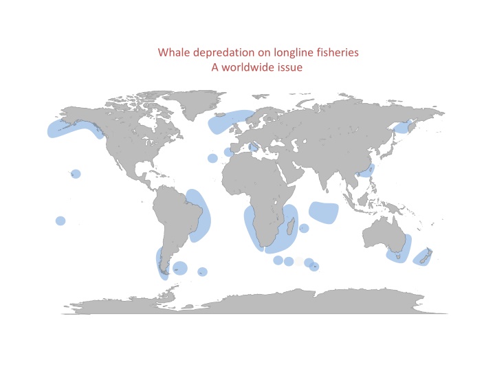 whale depredation on longline fisheries