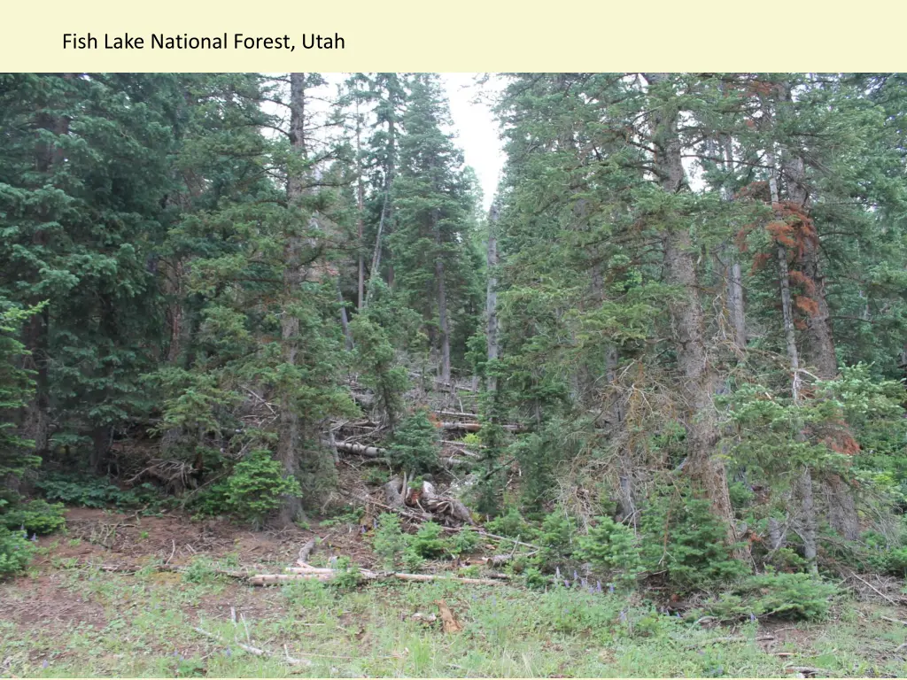 fish lake national forest utah