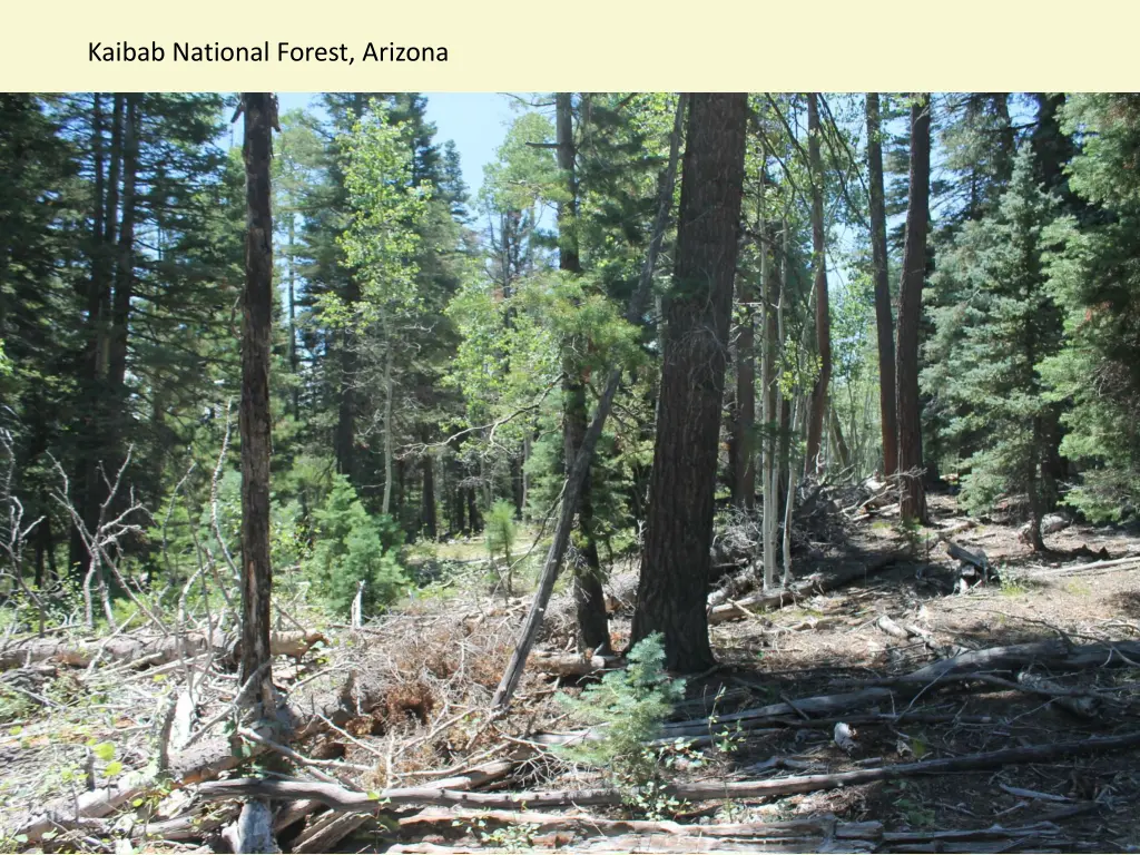 kaibab national forest arizona