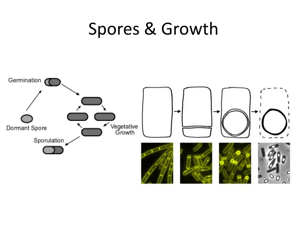 spores growth