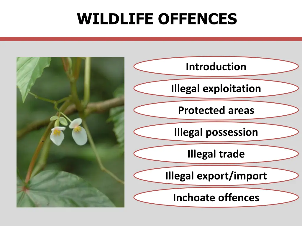 wildlife offences