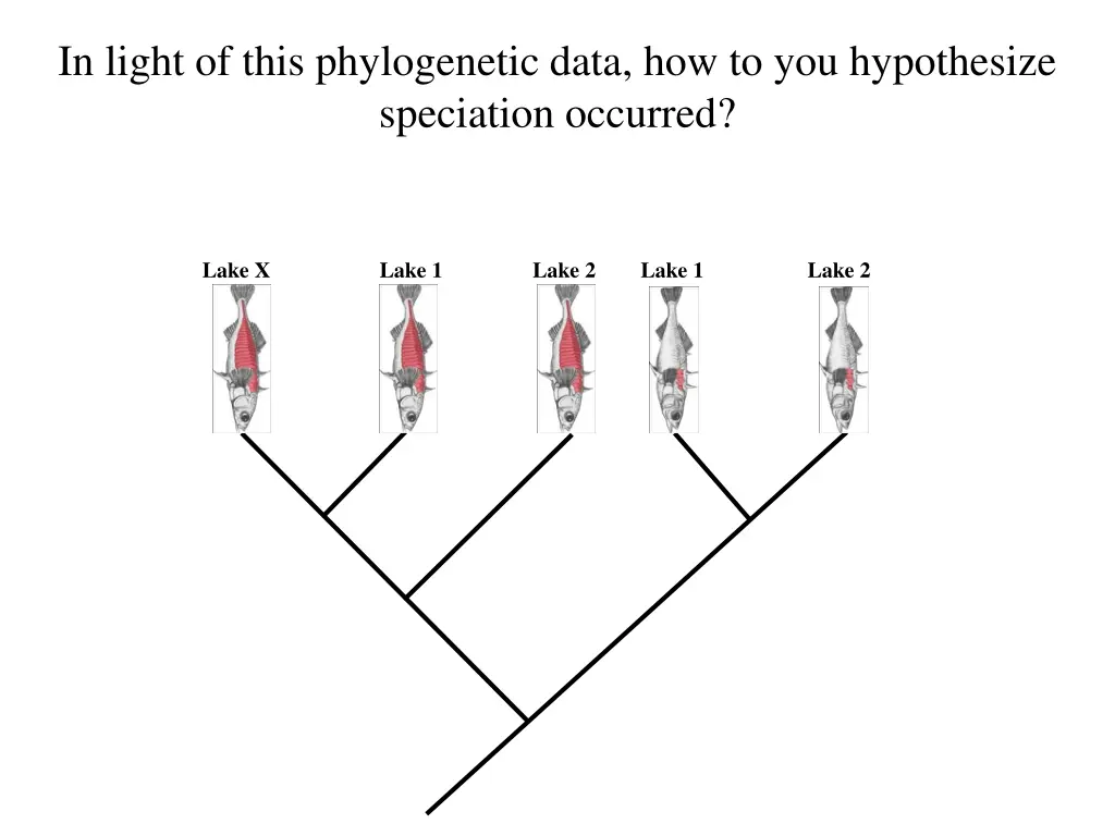 in light of this phylogenetic data