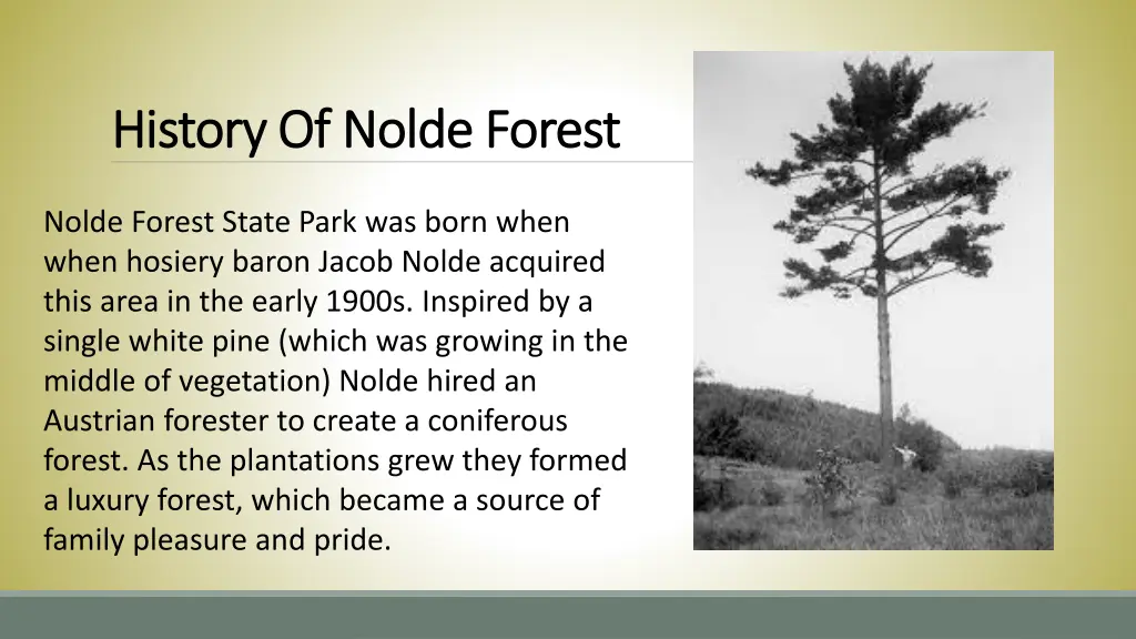 history of nolde forest history of nolde forest