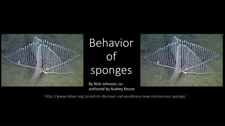 behavior of sponges