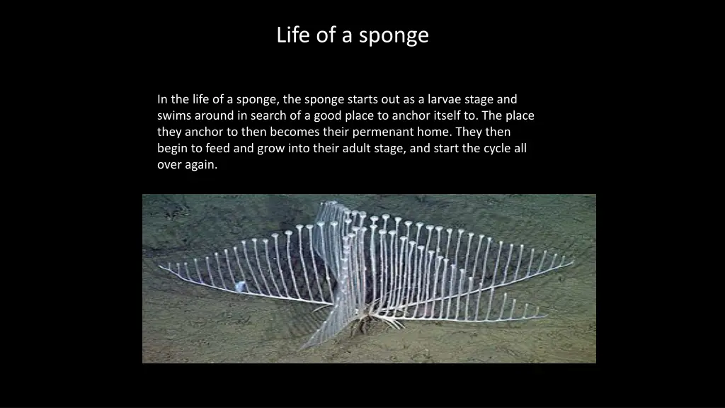 life of a sponge