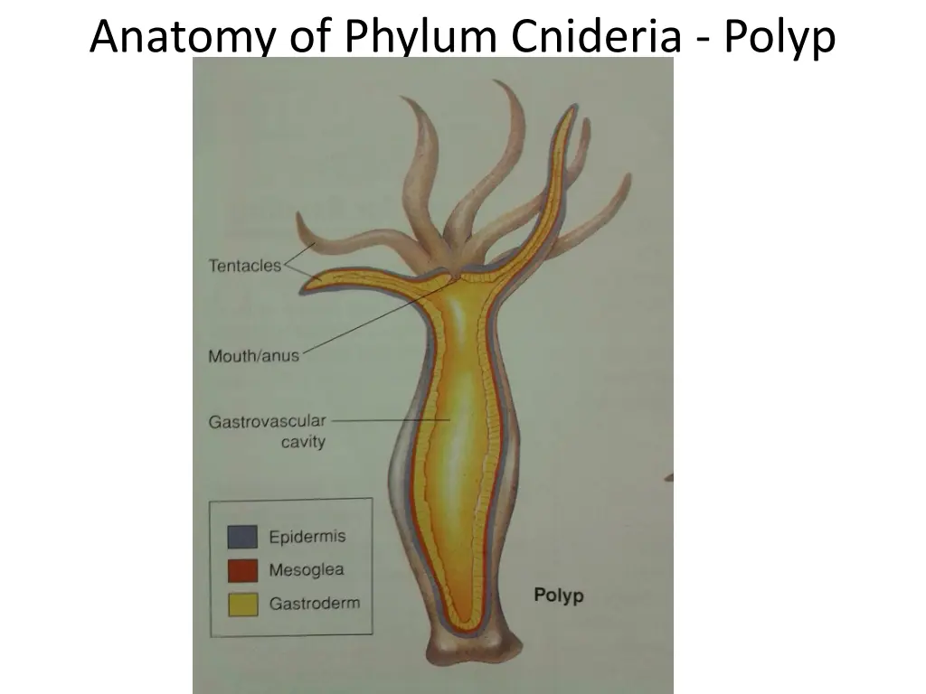 anatomy of phylum cnideria polyp