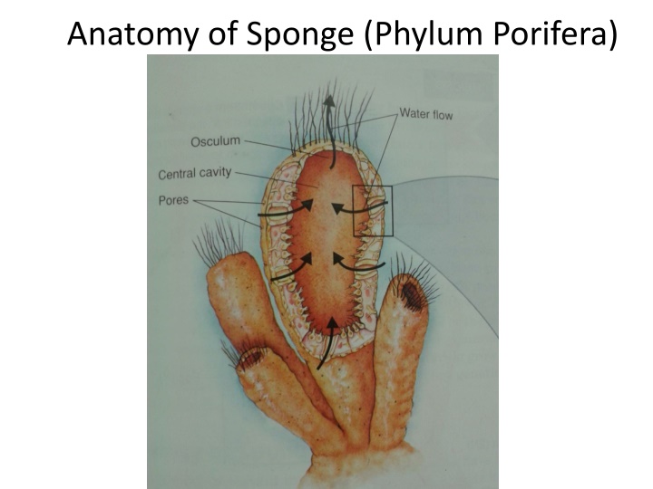 anatomy of sponge phylum porifera