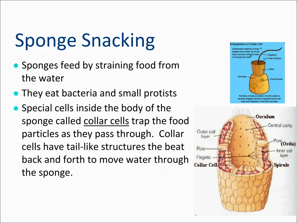 sponge snacking