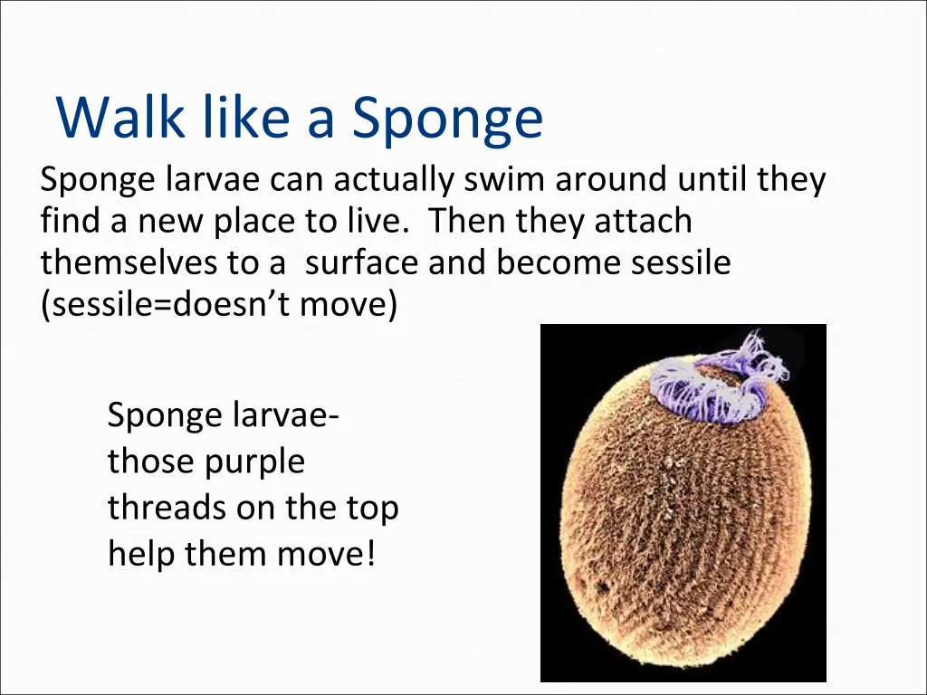 walk like a sponge sponge larvae can actually