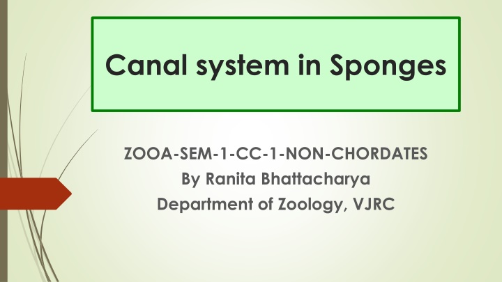 canal system in sponges