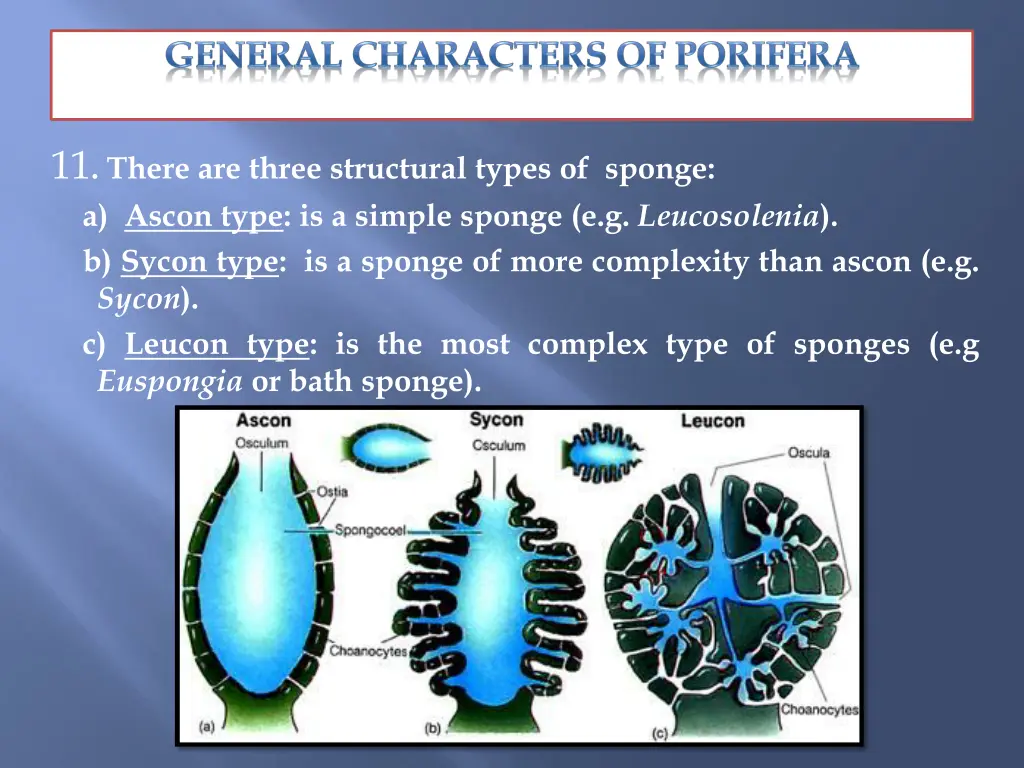 11 there are three structural types of sponge