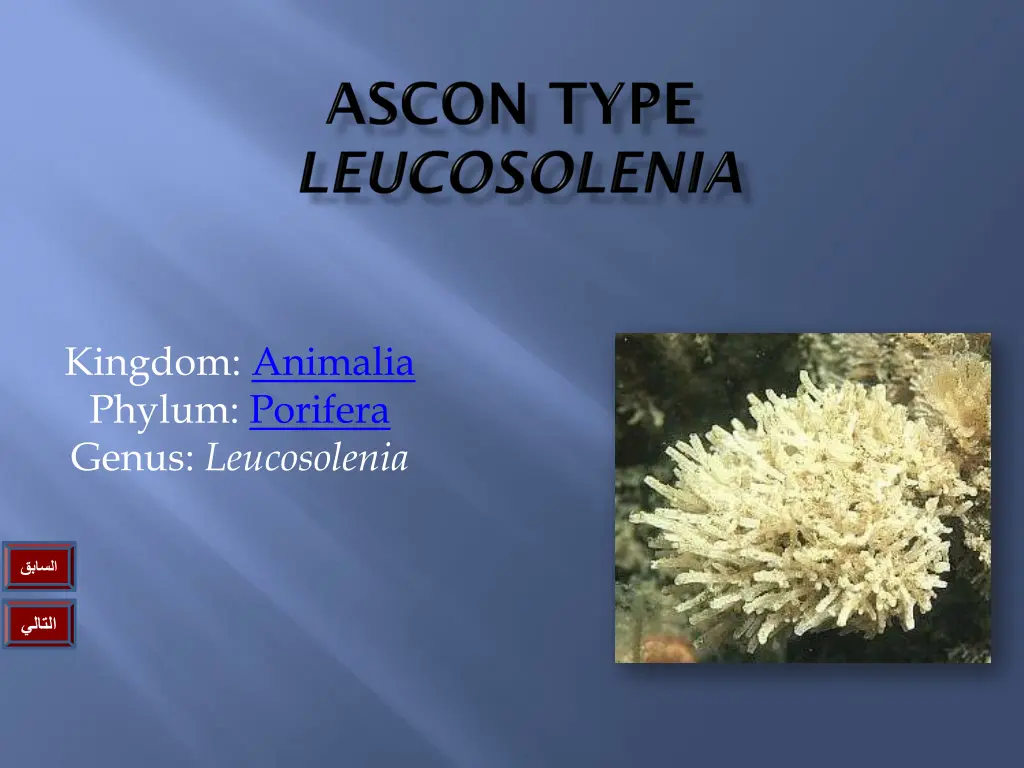 kingdom animalia phylum porifera genus