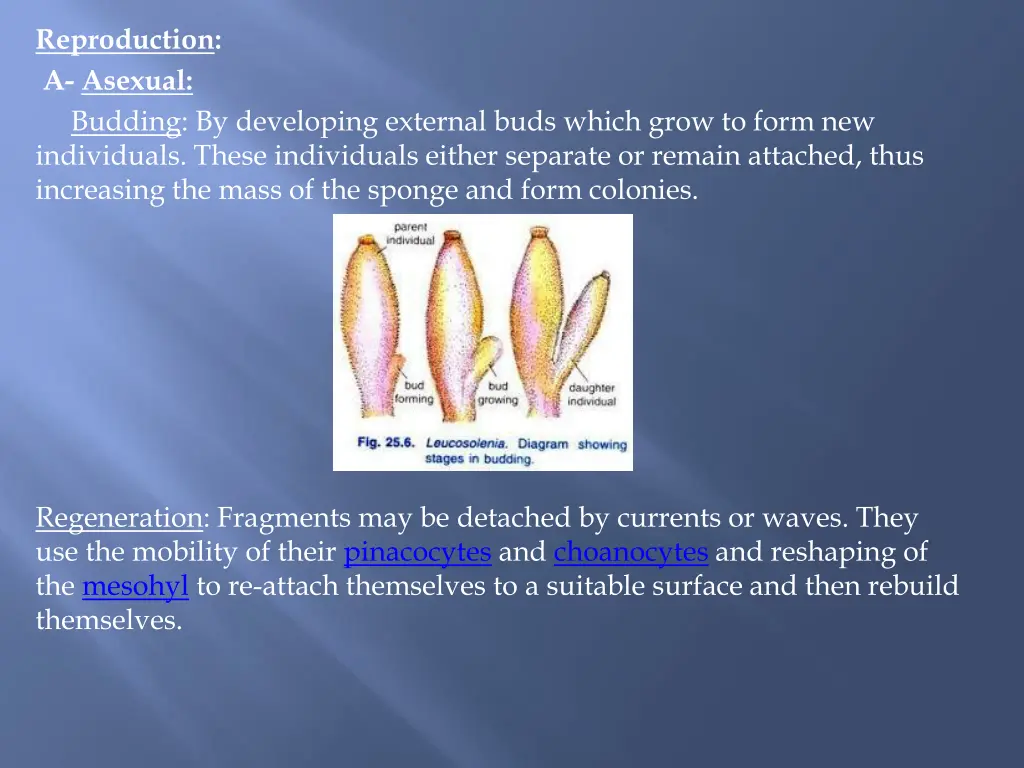 reproduction a asexual budding by developing