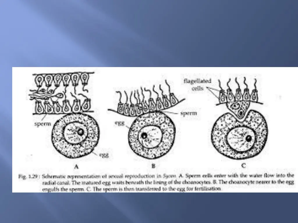 slide16