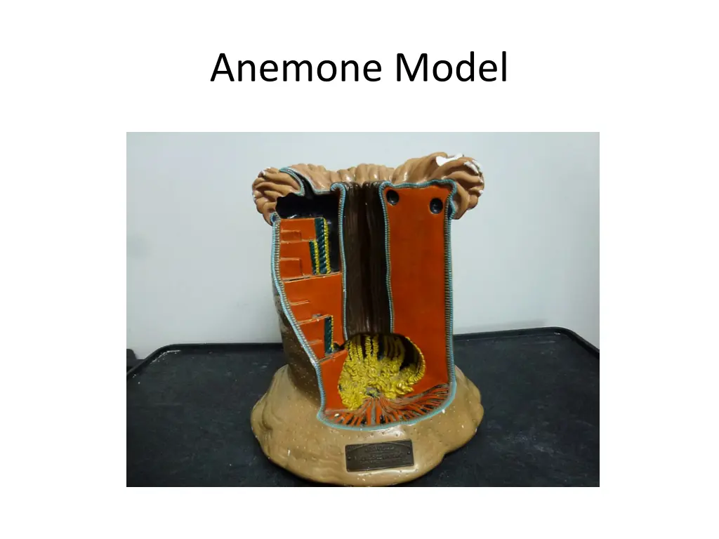 anemone model 1