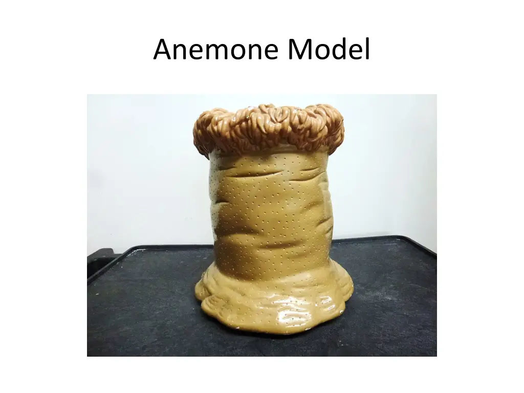 anemone model