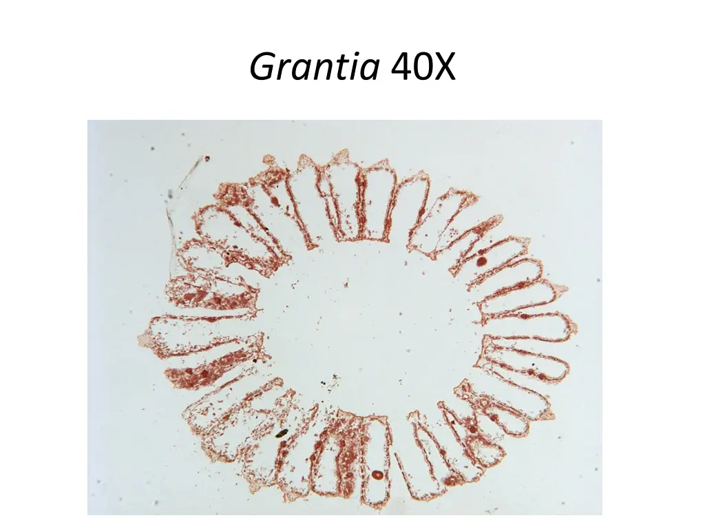 grantia 40x