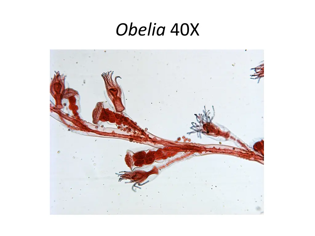 obelia 40x 1