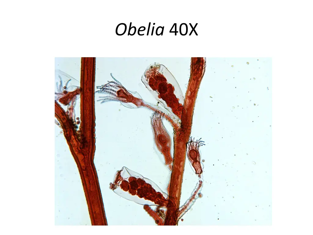 obelia 40x