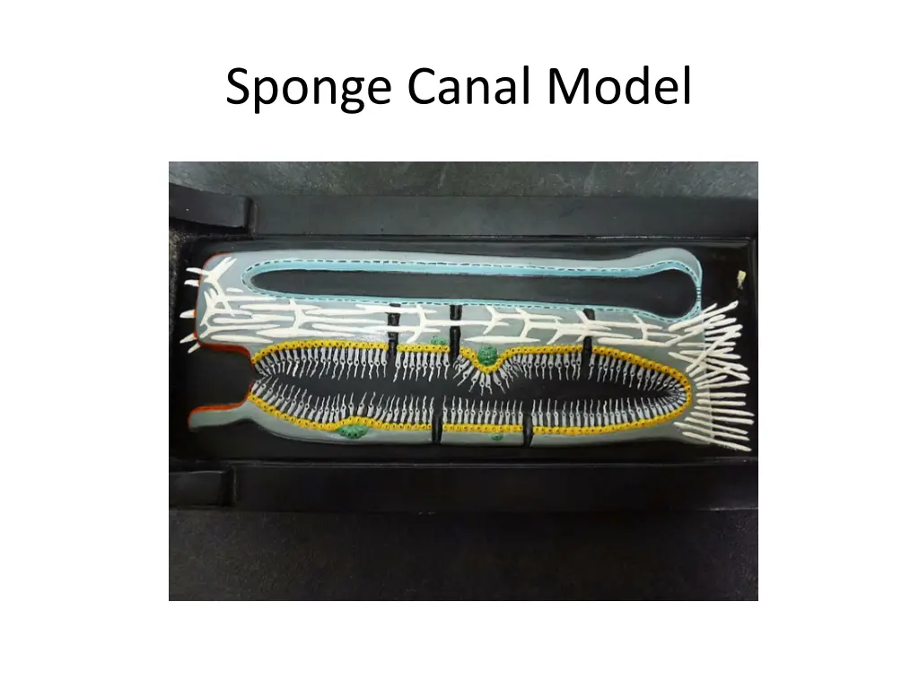 sponge canal model