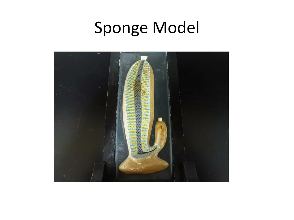 sponge model