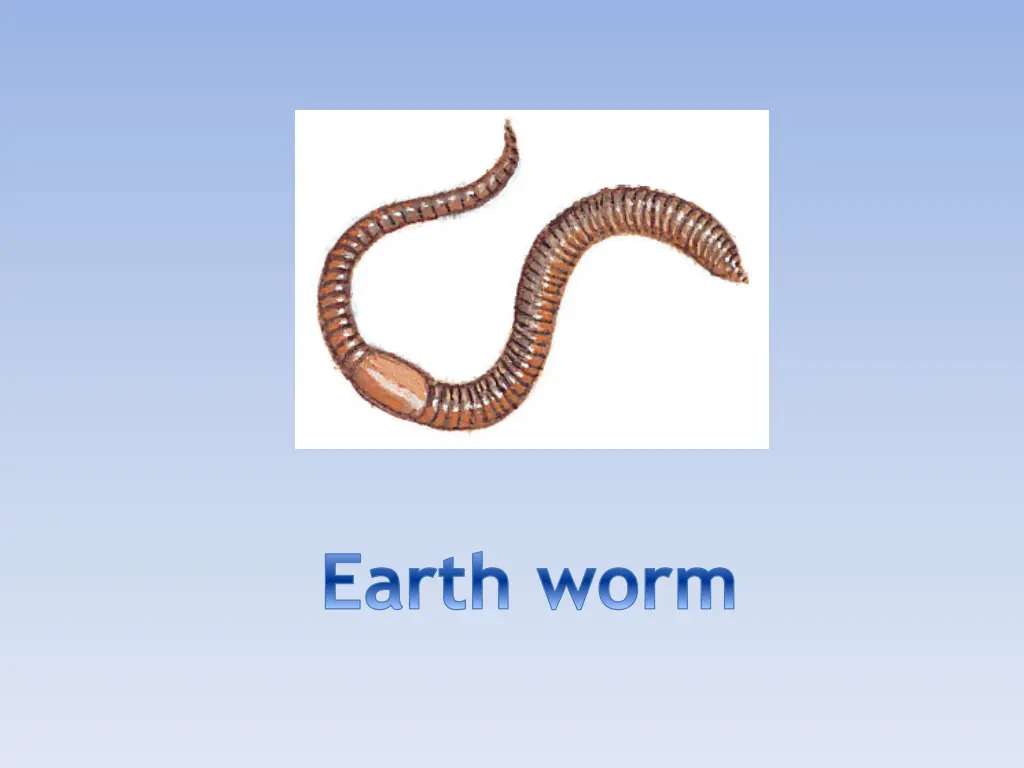 earth worm