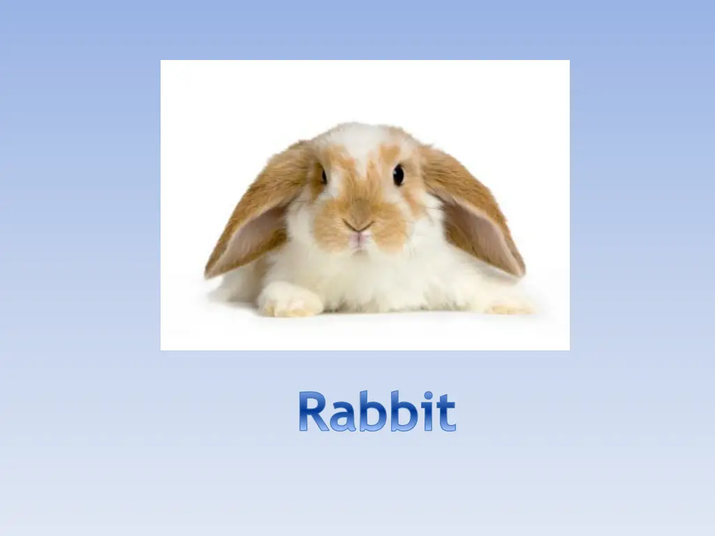 rabbit