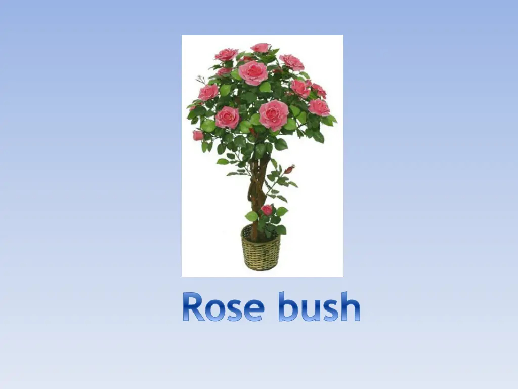 rose bush