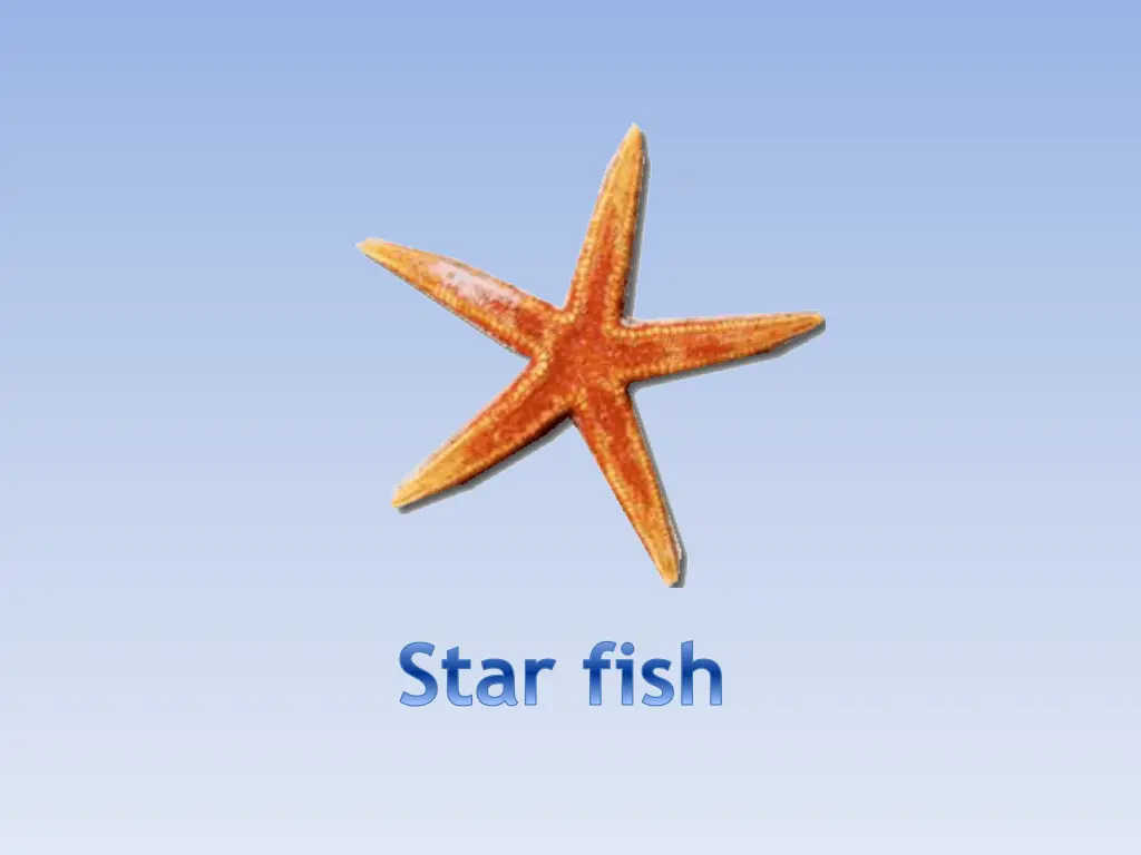 star fish