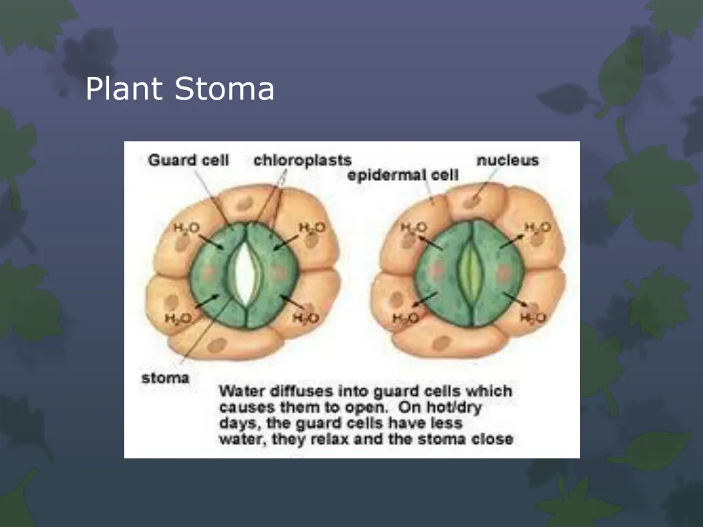 plant stoma