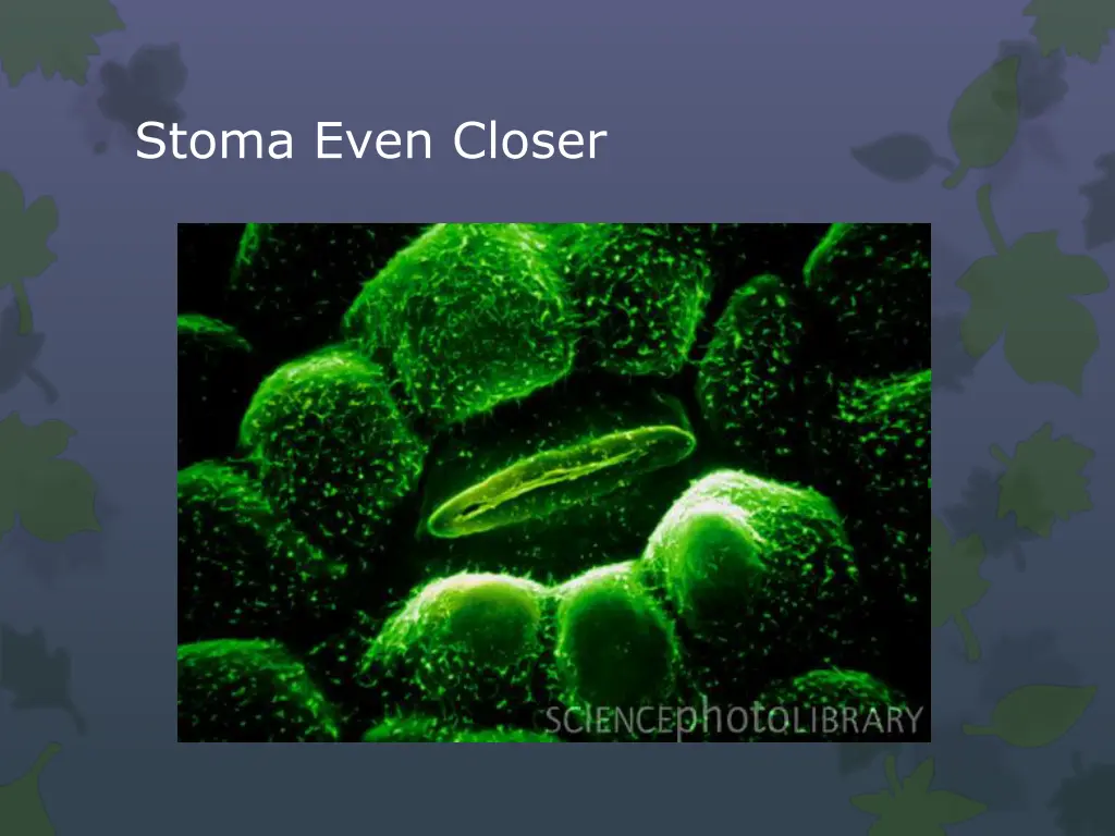 stoma even closer