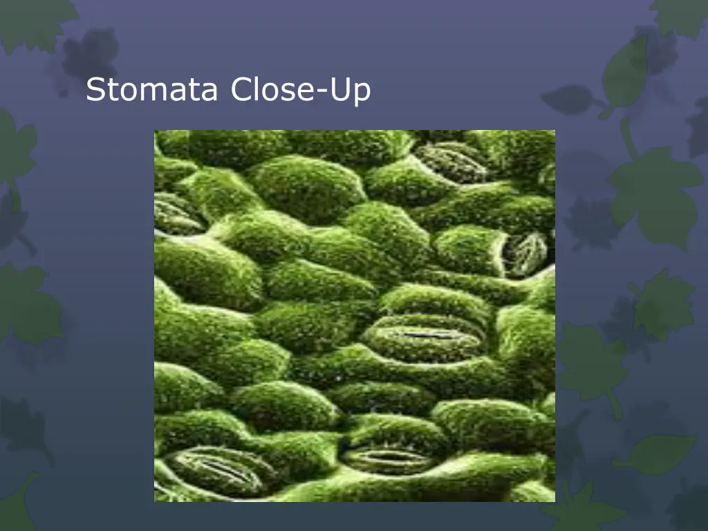 stomata close up