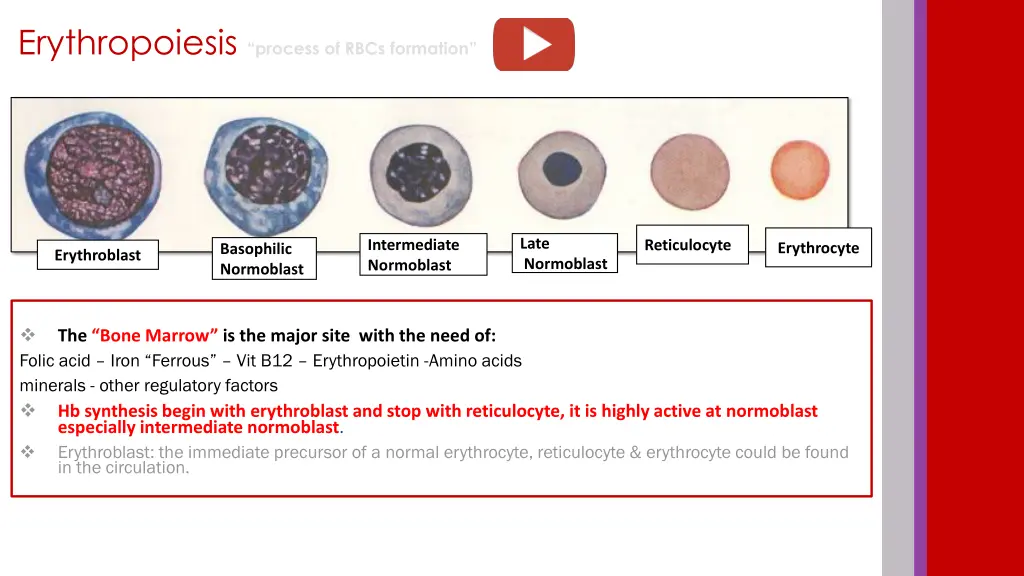 erythropoiesis process of rbcs formation