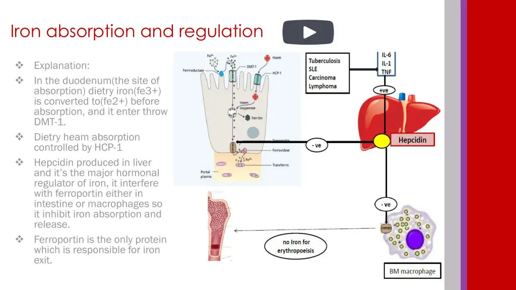 iron absorption and regulation