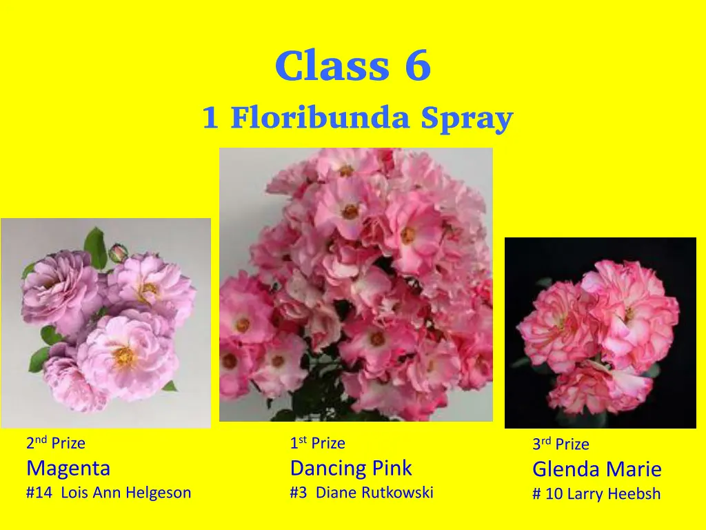 class 6 1 floribunda spray