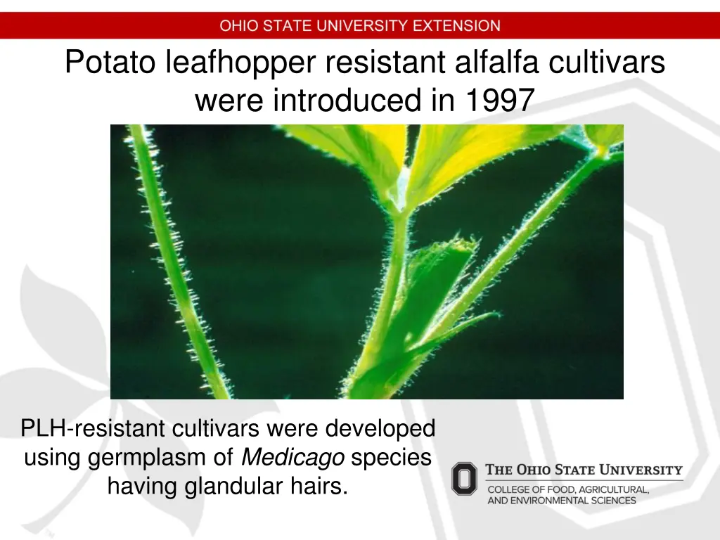 potato leafhopper resistant alfalfa cultivars